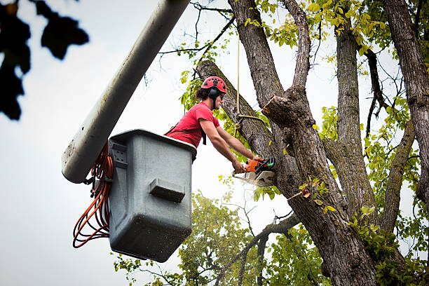 How Our Tree Care Process Works  in Lido Beach, NY